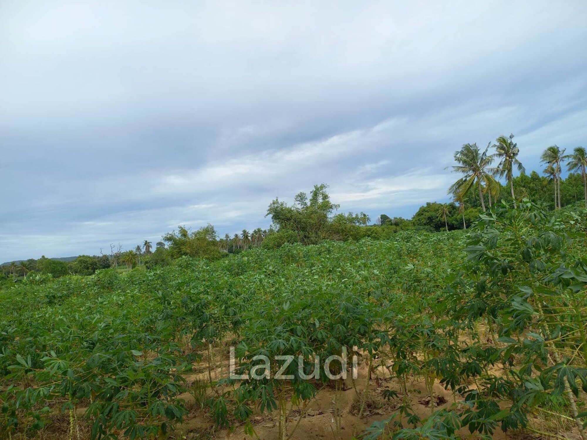 card-hightlight-image